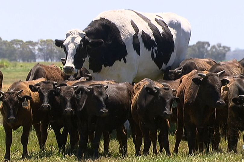 Too big:world biggest cow escaped slaughter